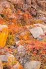 USA, New Mexico, Jemez National Recreation Area. Cliff and red Virginia creepers. Art Print